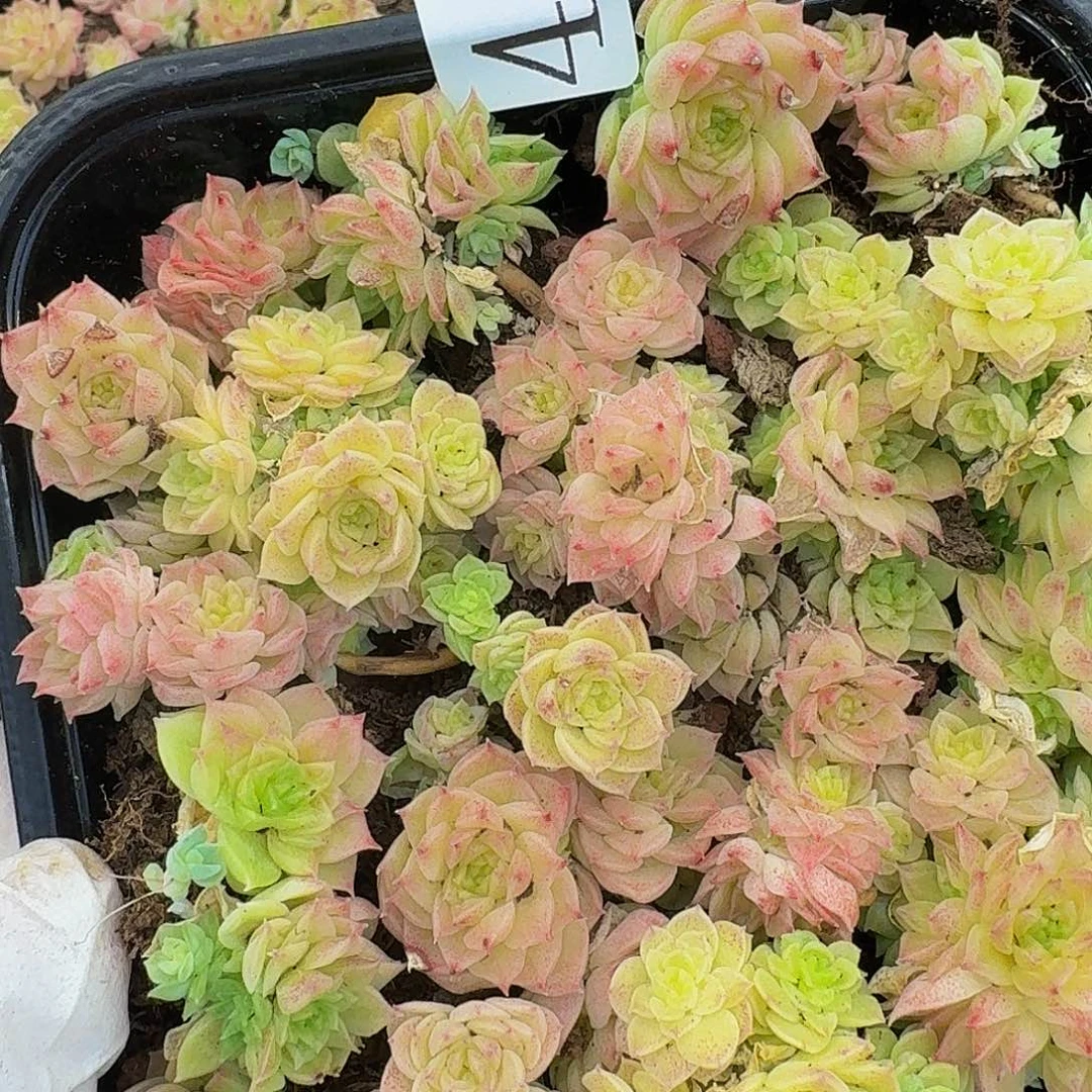 多肉植物多肉植物475