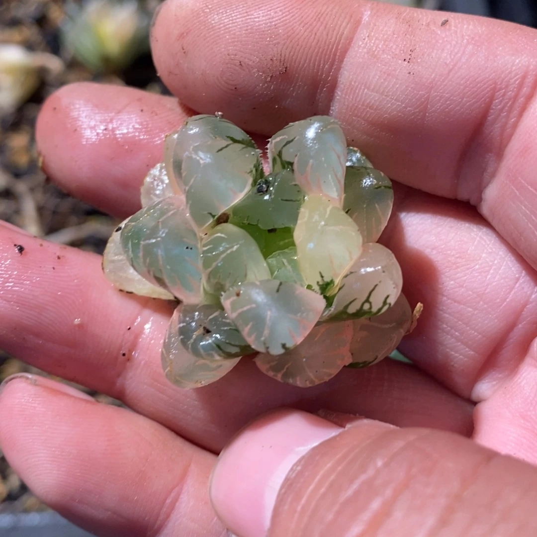 ゛***ヾ25105 一颗福利。