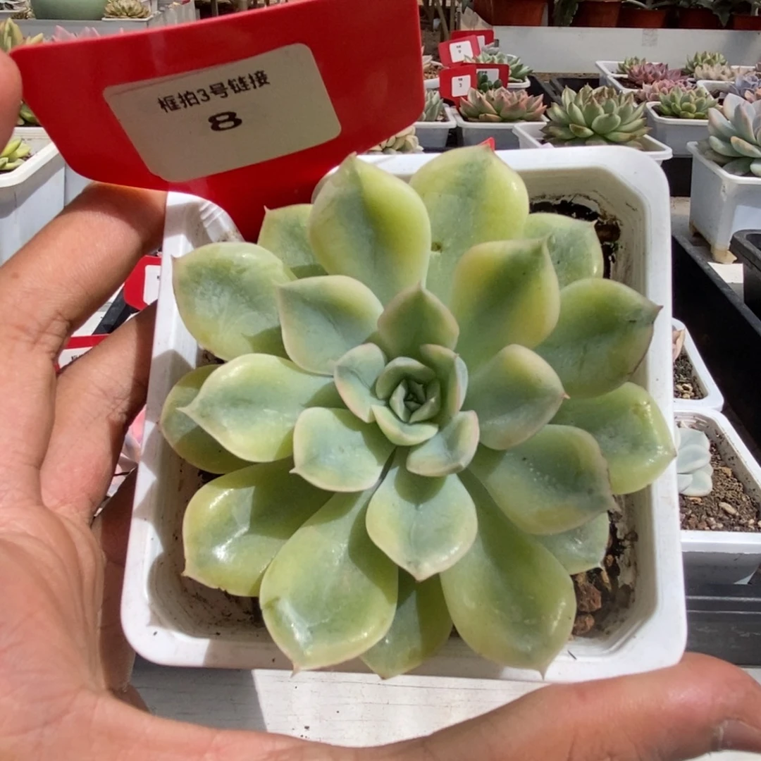 8号抹茶菩提锦多肉