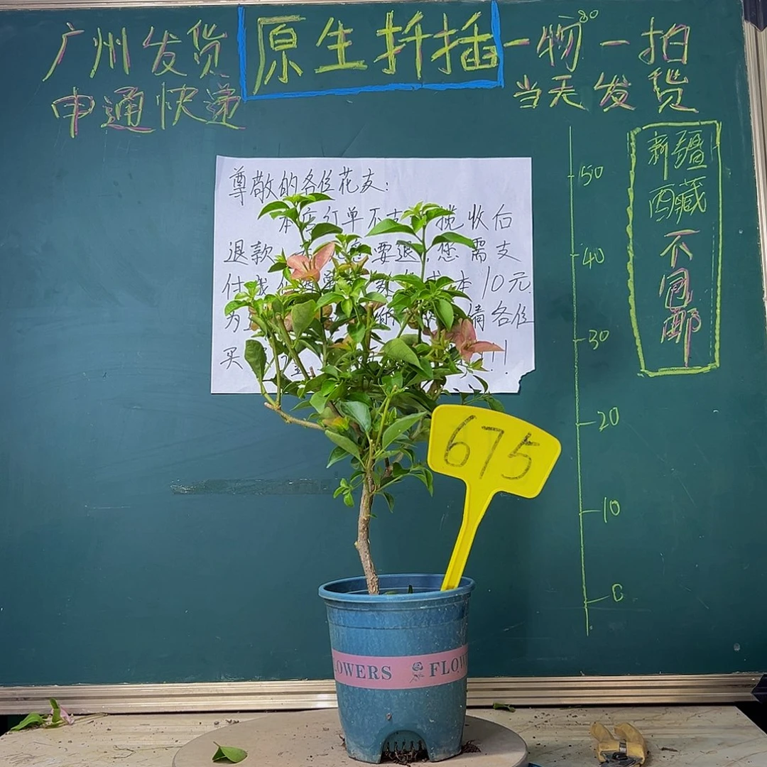 当前无花栽培后可以开花卡亚塔有瑕疵675