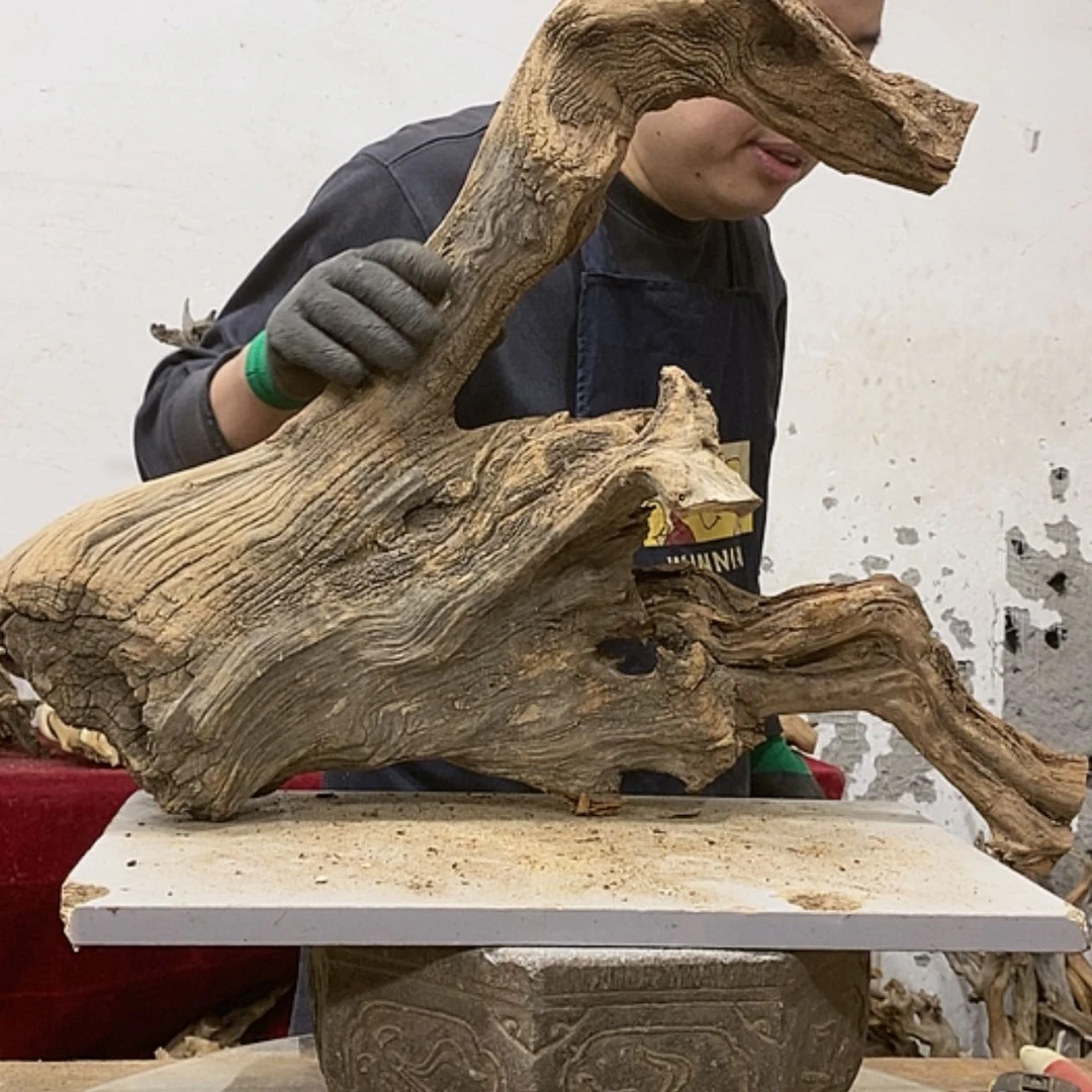 【闪购商品】柏木山****王我们都是好孩子