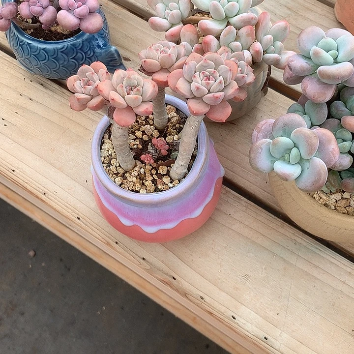 罗镂空LJL哦哦哦哦哦屠龙