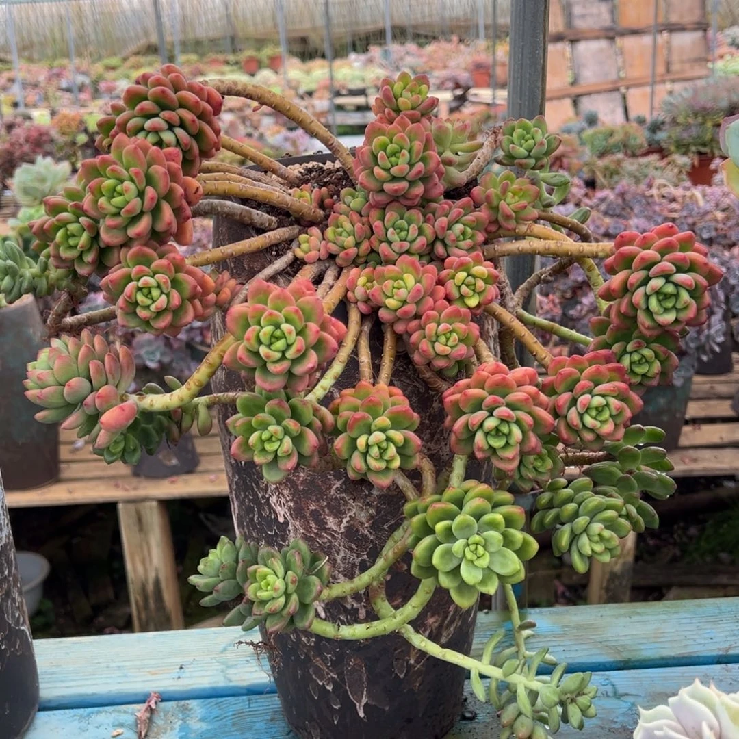 老桩香格里拉裸肉发货