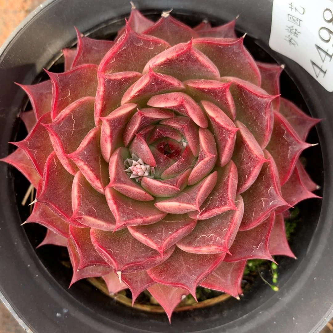 4498杂交多肉老桩