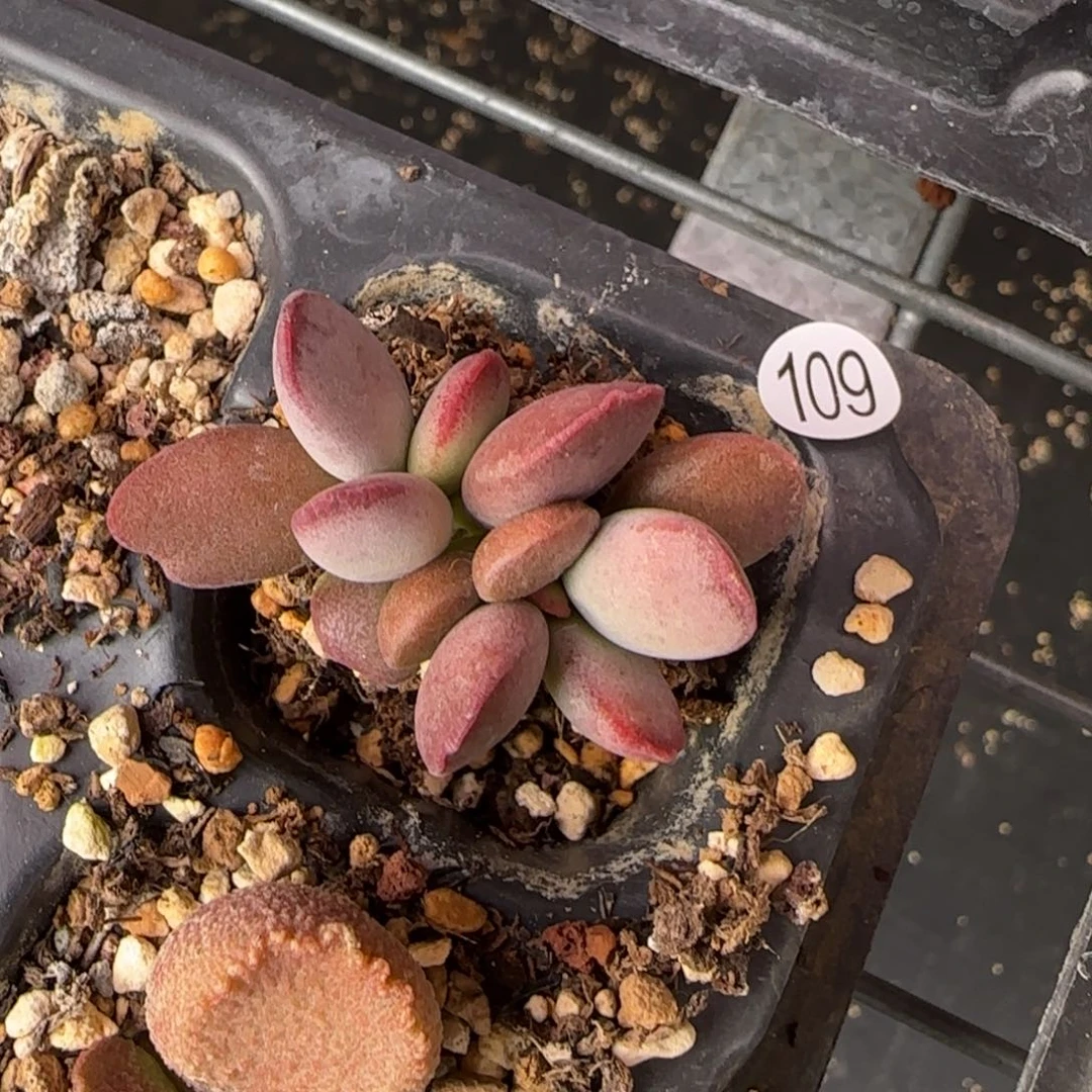 仙桃水泡多肉植物109