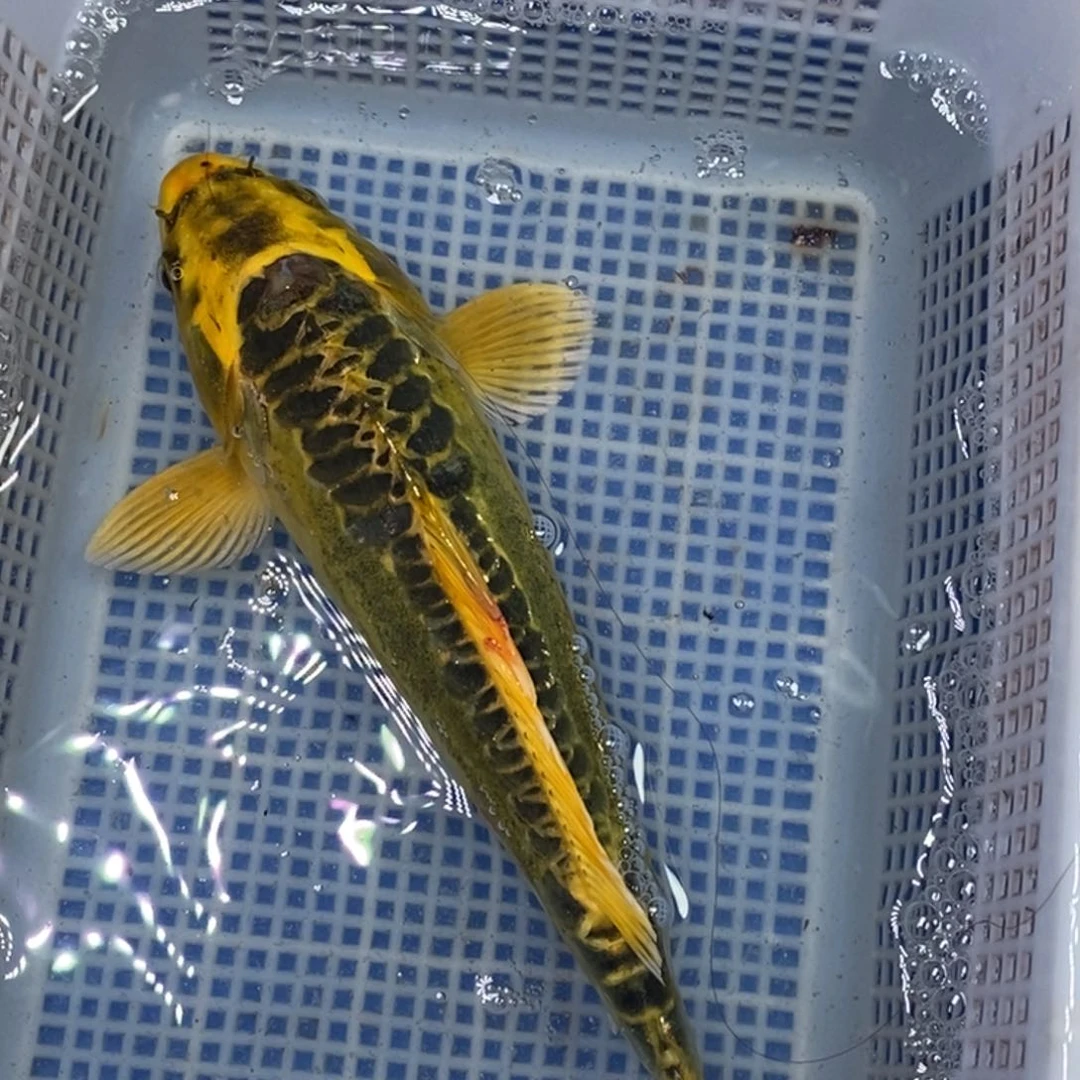 锦鲤冷水锦鲤包邮