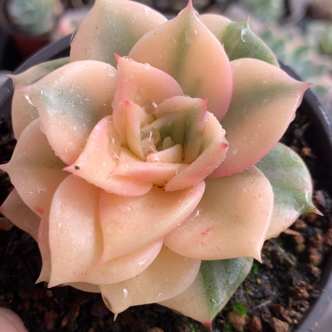 贝加尔湖j j j j j j j j