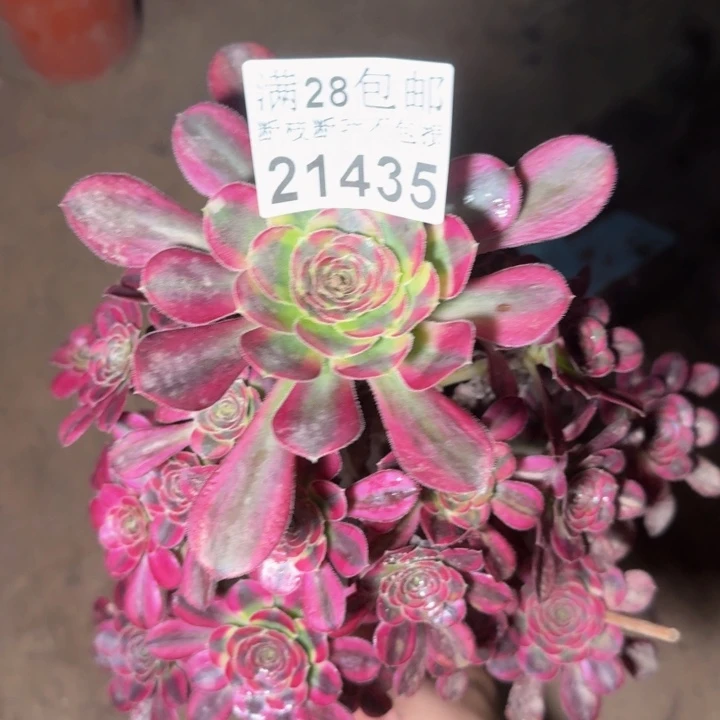 21435冰淇淋多肉植物
