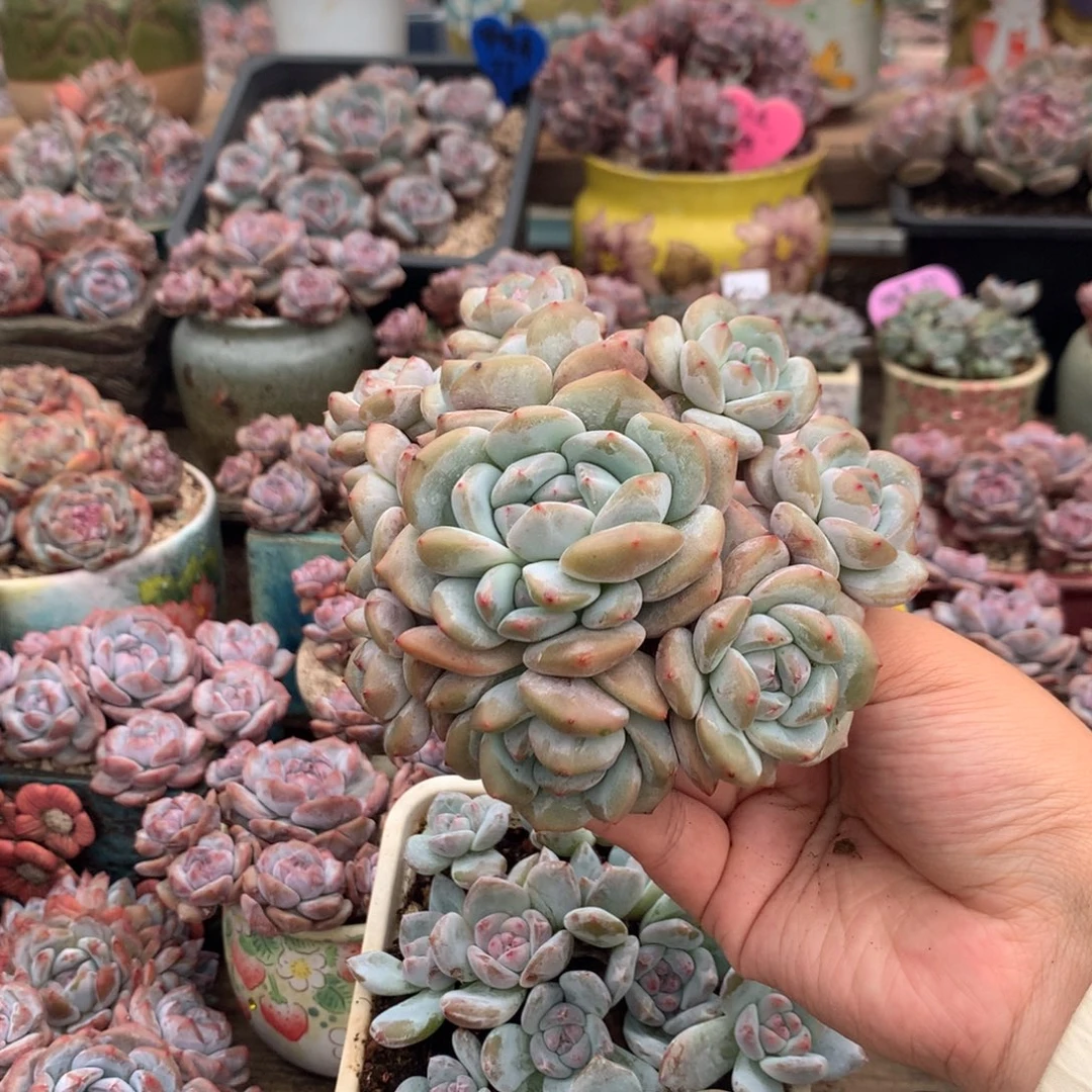 无砍哈哈哈哈哈哈哈哈