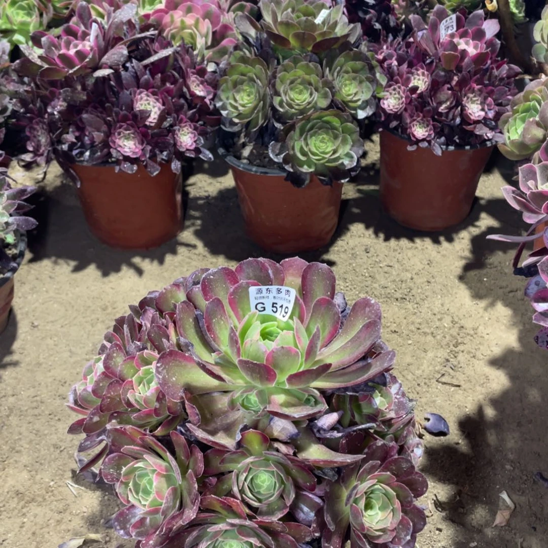 518安娜多肉法师断枝不包