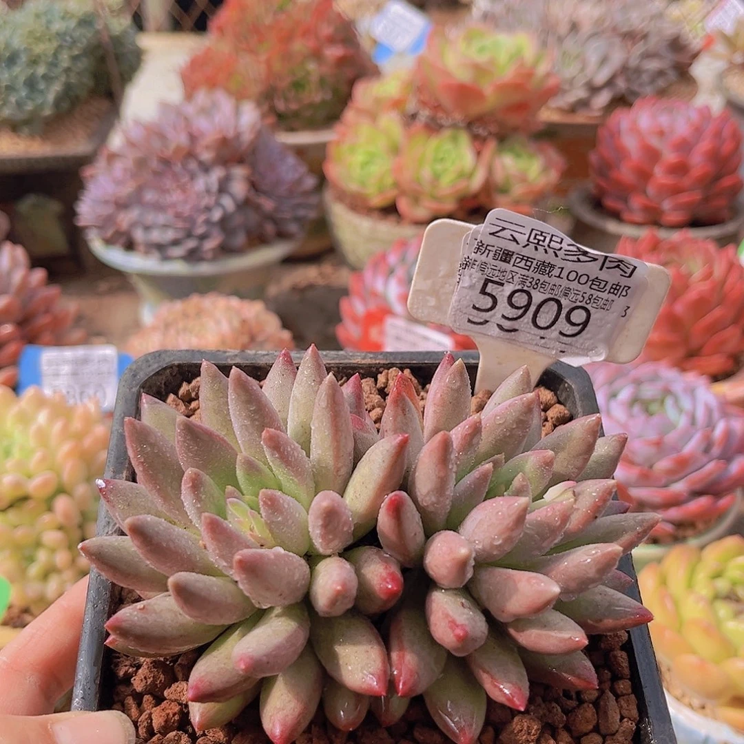 5909车厘子。