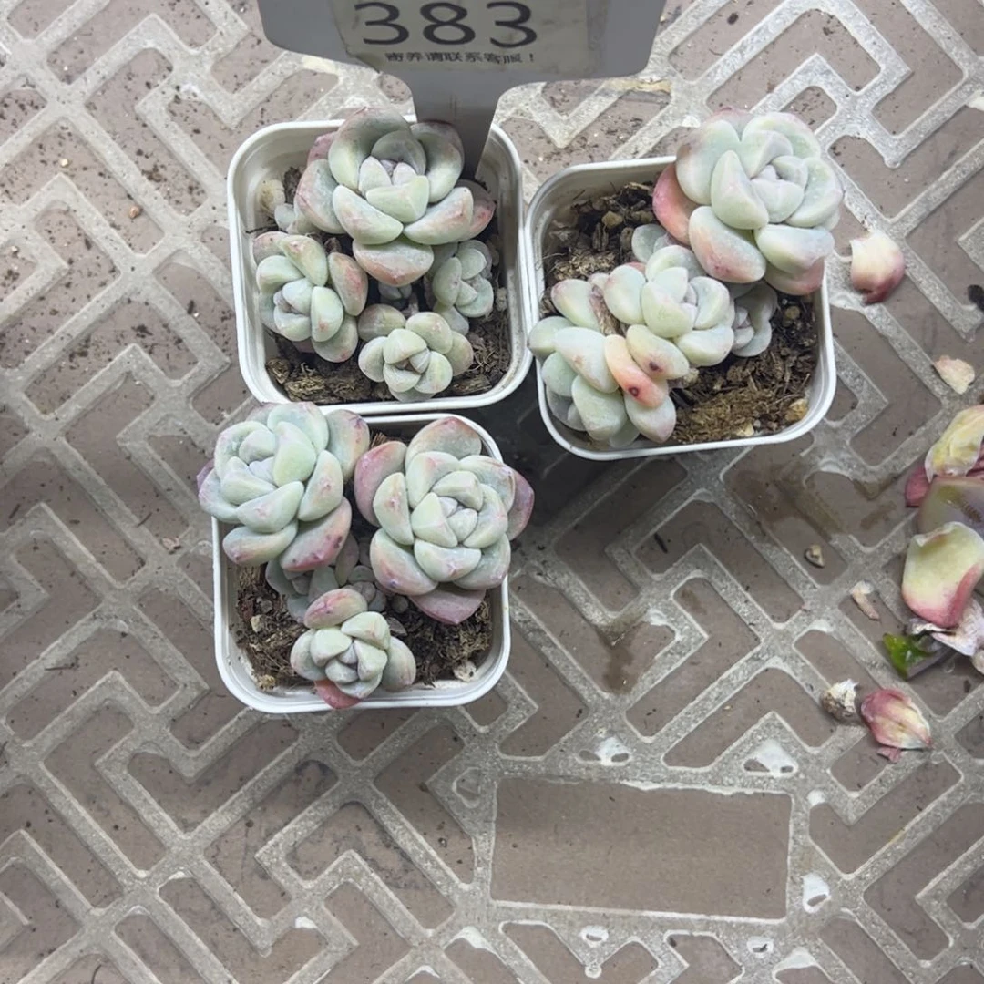 红陶克****诺383号多肉植物