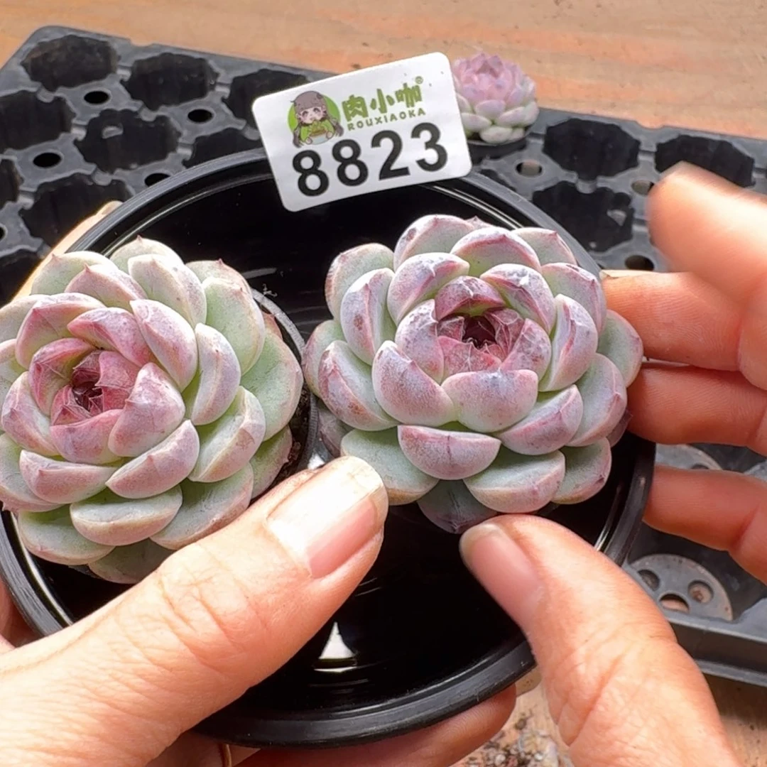 多肉植物多肉植物