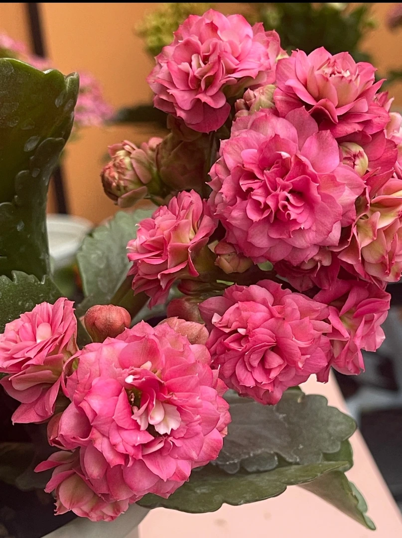 【唐卡】130盆长寿花
