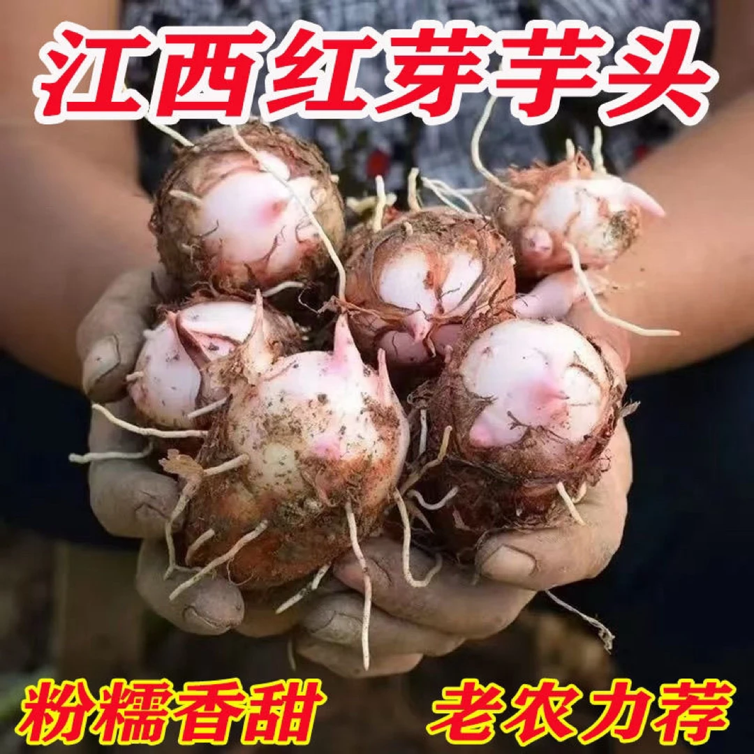 铅山红芽当季芋头红芽芋艿软糯香甜新鮮正宗江西毛芋現挖芋艿蔬菜