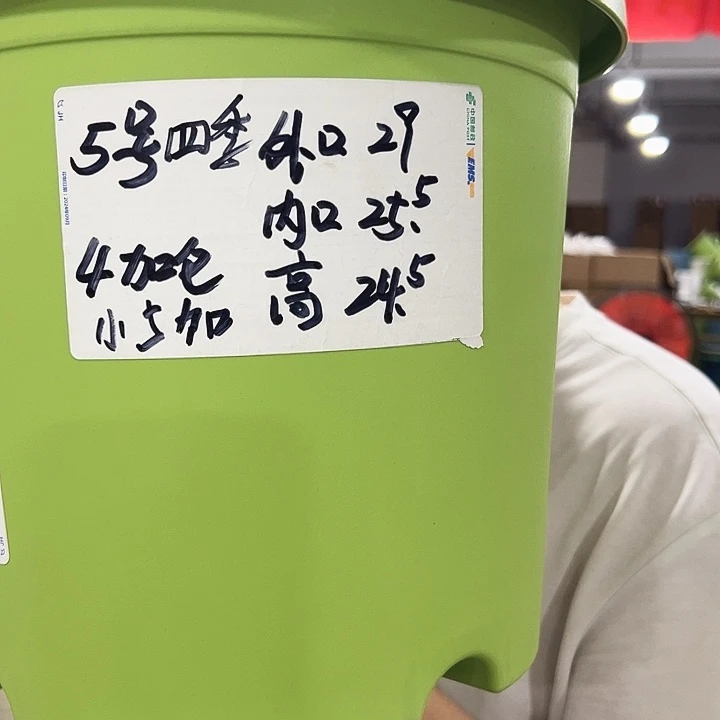 四季5号特价混色6个无托