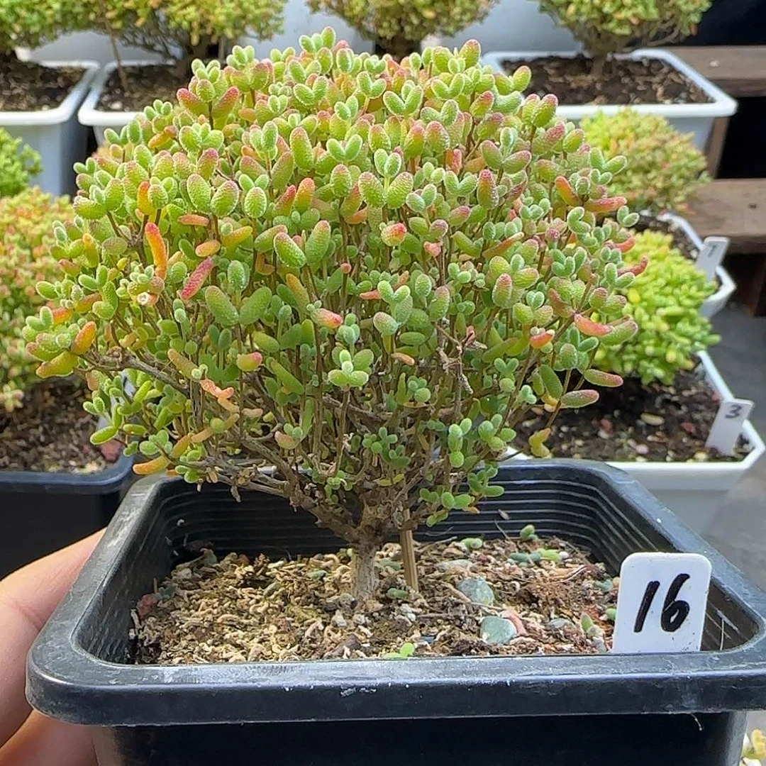 蜜橘糖球一物一拍