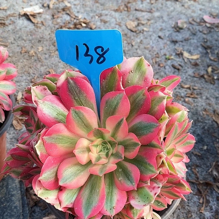 138 一颗粉女巫法师