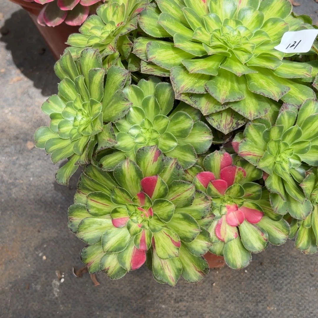 121知否多肉植物