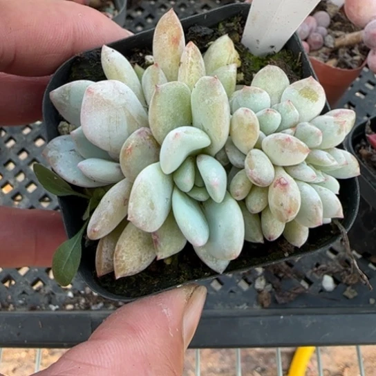 81橙子缀多肉一物一拍