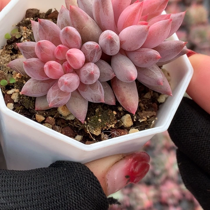 金玉姬双头  （满9.99包邮不满9.99发