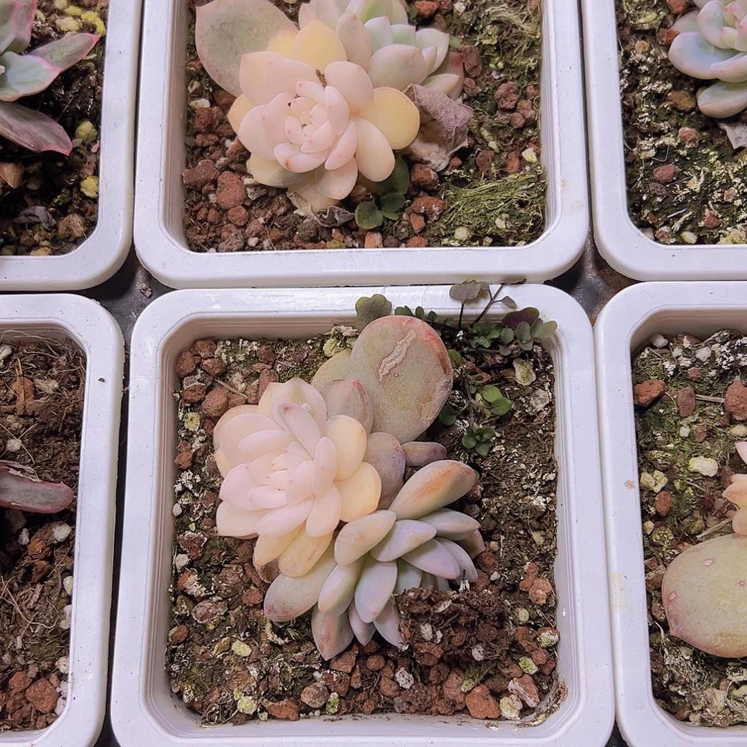 双头梦露锦19包油