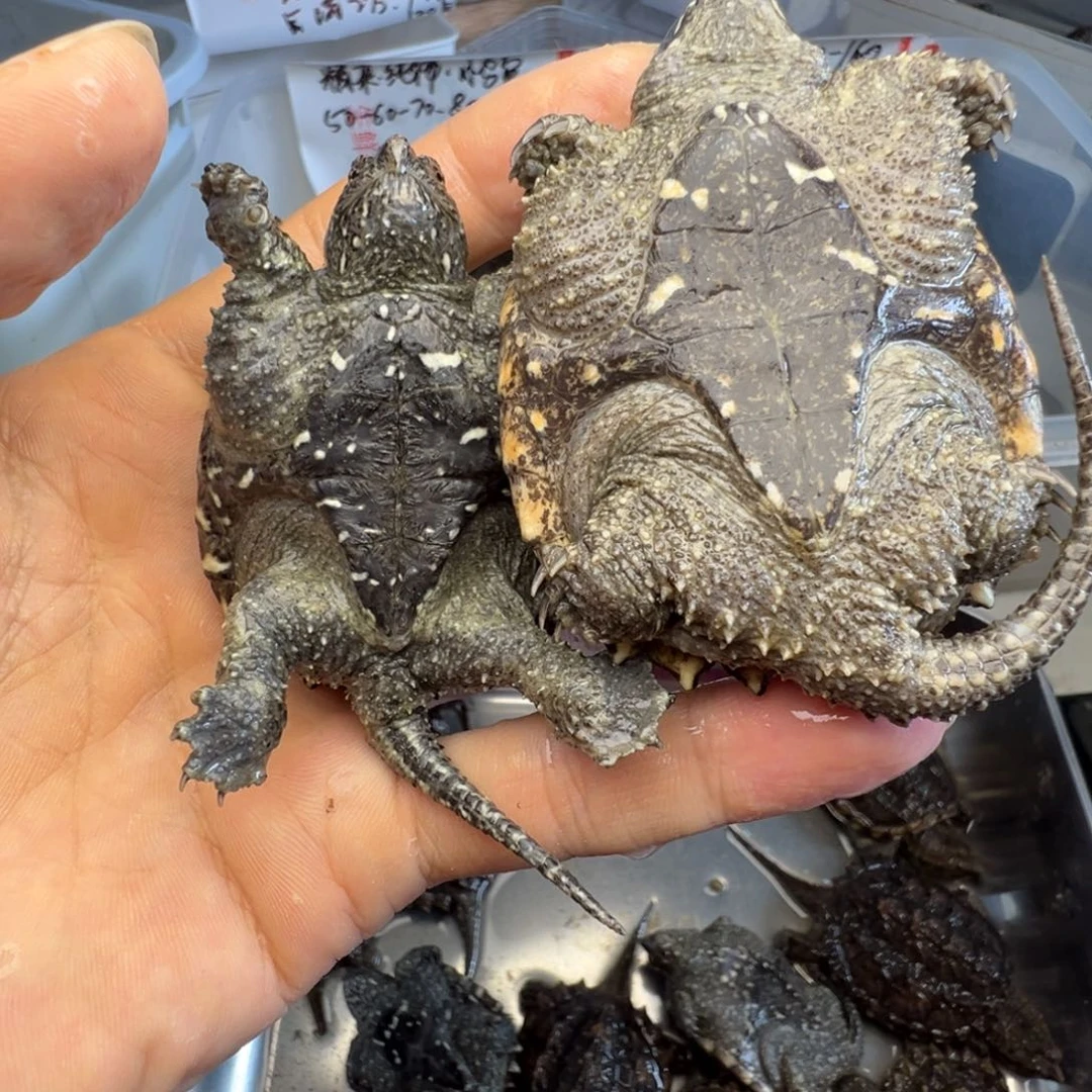 小鳄龟母不退不换