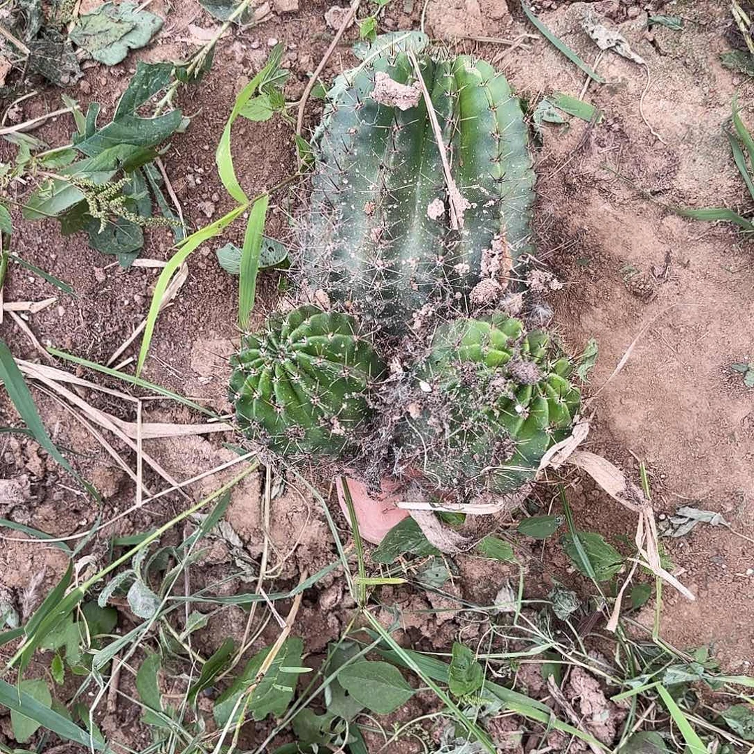 253 瑕疵掉侧牙无售后