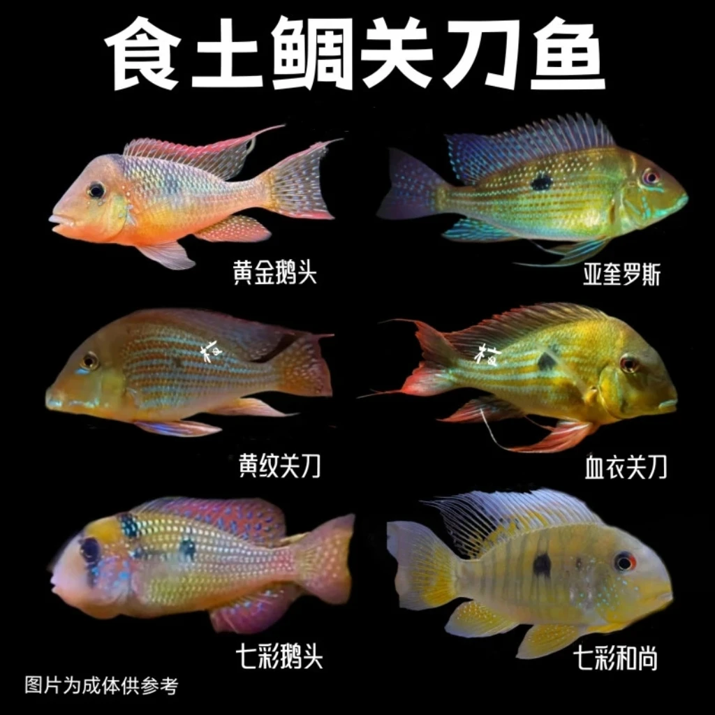 食土鲷亚奎黄纹七彩鹅头七彩和尚七彩宝石血衣潘塔宝石黄金鹅头