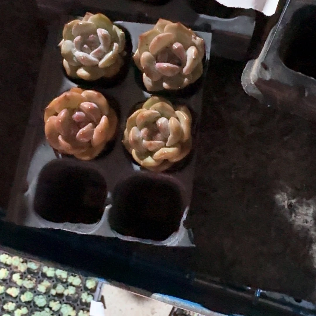 小红一物一拍专拍