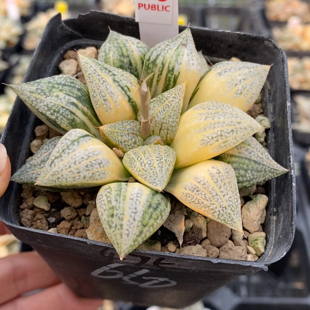 16号实生白银锦带盆