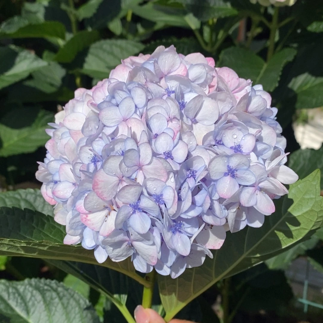 33号绣球/有色差介意勿拍/3单冷链包邮/偏远补运费发德邦空运