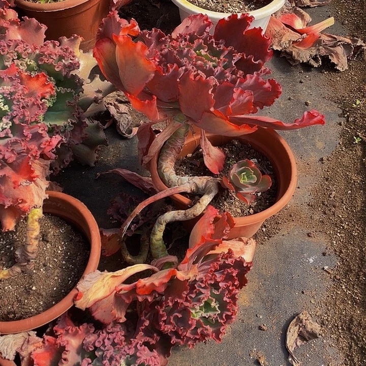 婚纱老桩128多肉飘枝