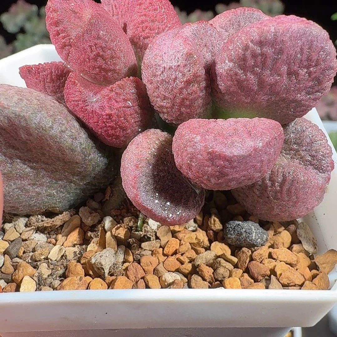 红烧肉