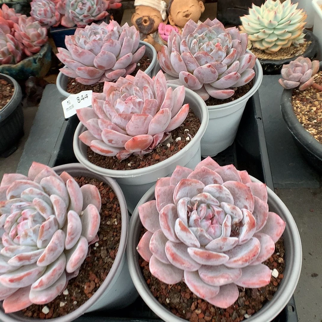 844星影多肉植物8公分量拍