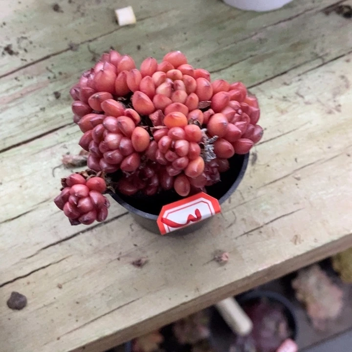 迪****?红宝石多肉338