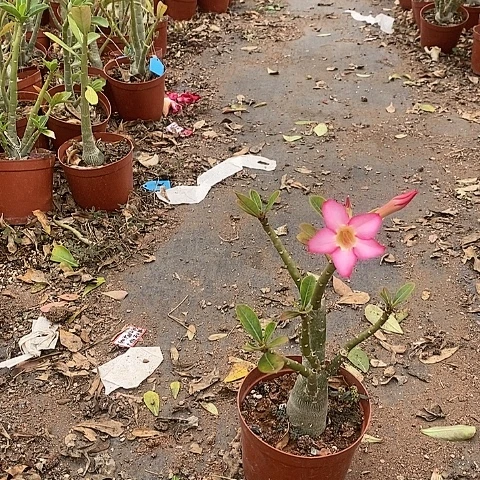 【闪购商品】糖**奶绿植