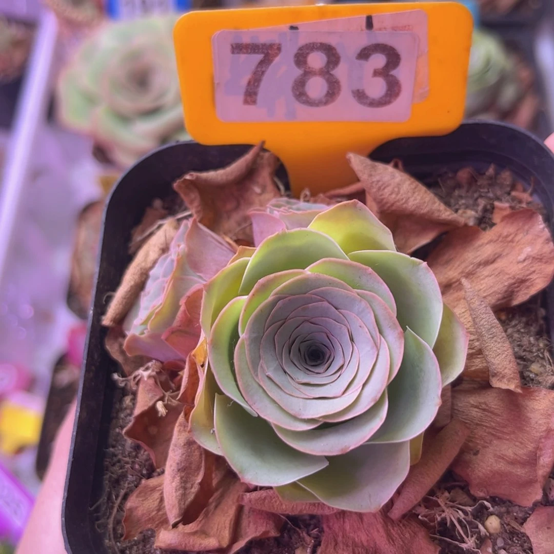 雪霁玫瑰群一物一拍783 裸根发