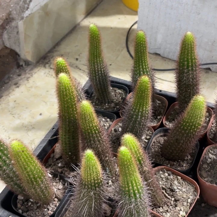 自根红刺金妞一杯清货