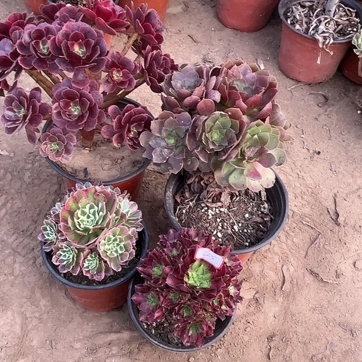 625多肉植物组合，