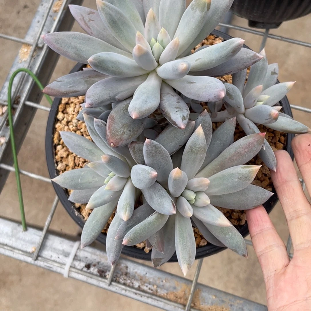 彩体哥特多头群多肉植物