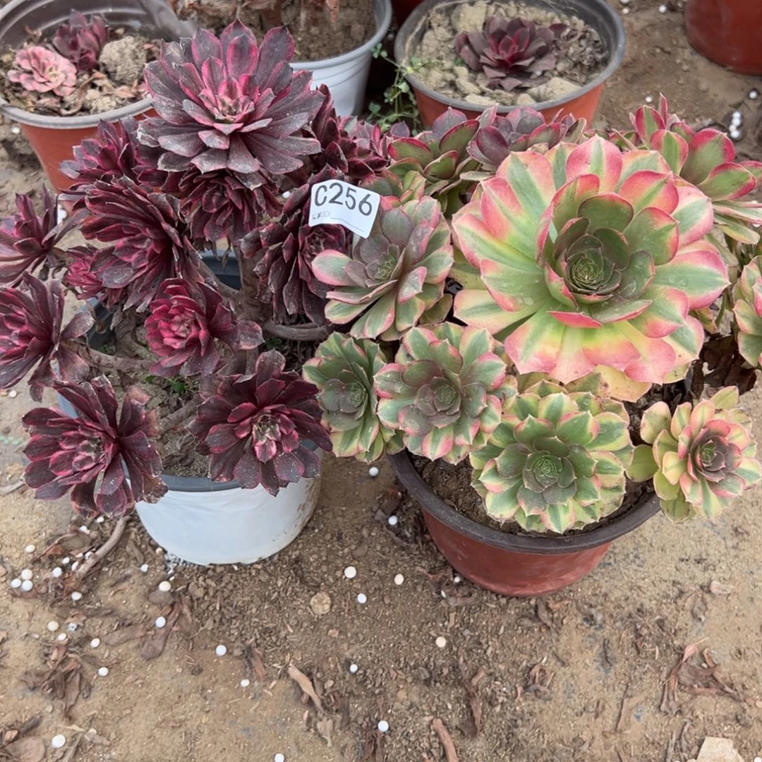 h***涵256两颗组合多肉植物法师