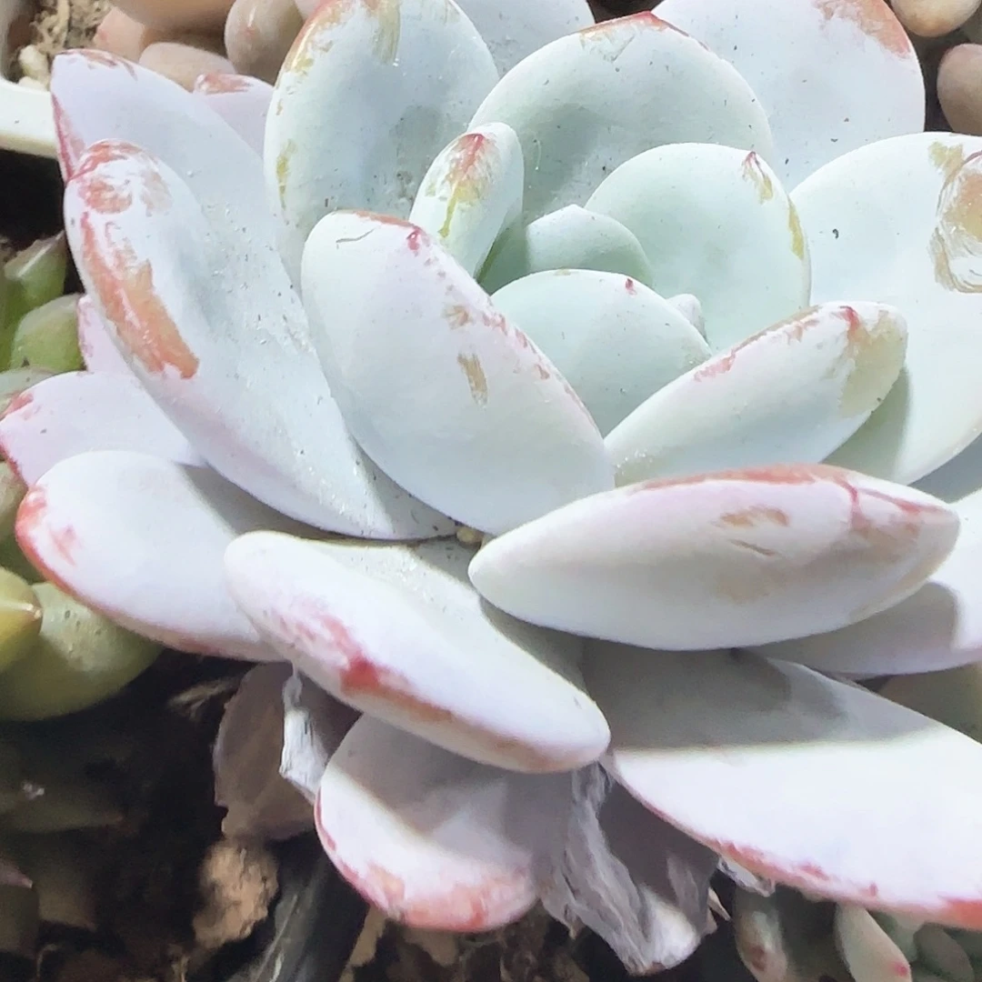 青蛙王子儿童牙膏11