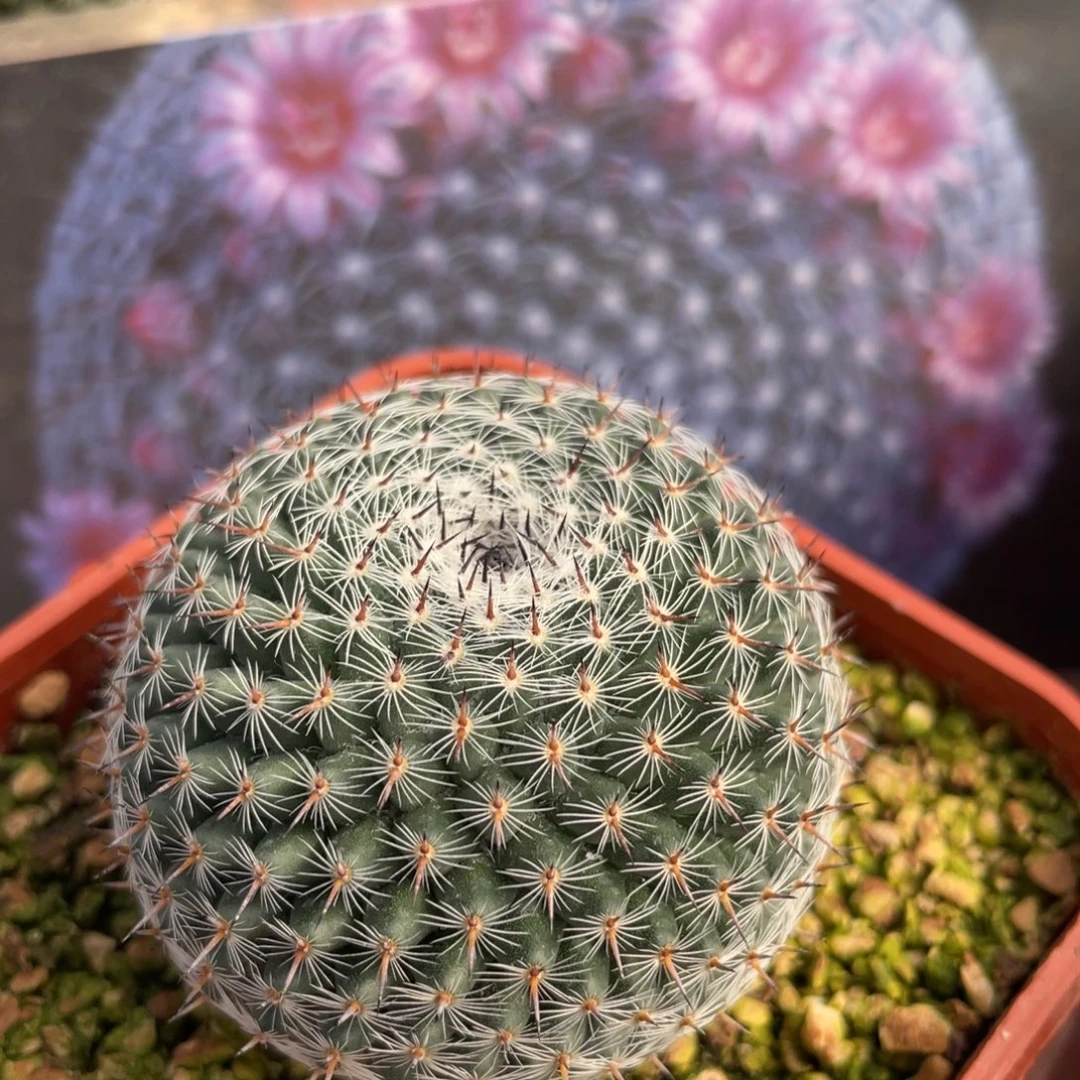 鹿角柱实生仙人球云裳丸