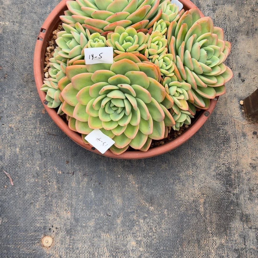 遇***819-4柚子茶1颗。杂交1颗