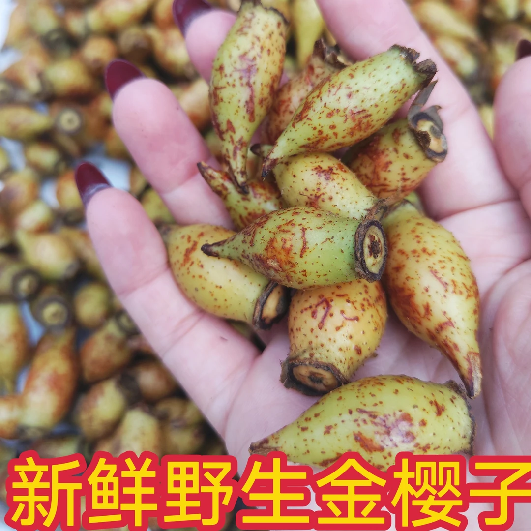 重庆新鲜现摘野生金樱子刺梨可泡酒泡茶水的水果