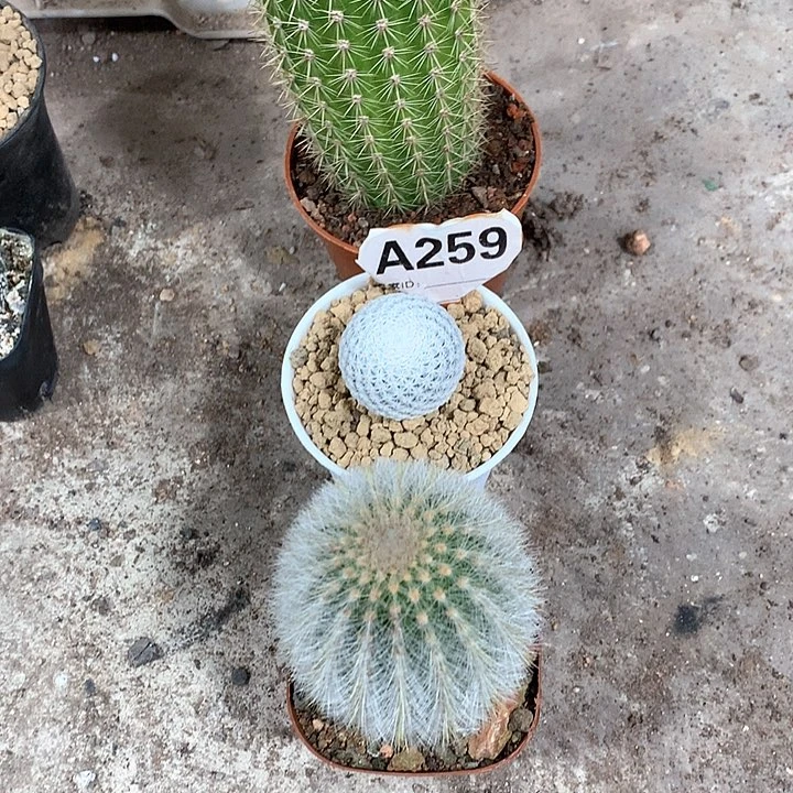 _**光333333333333333
