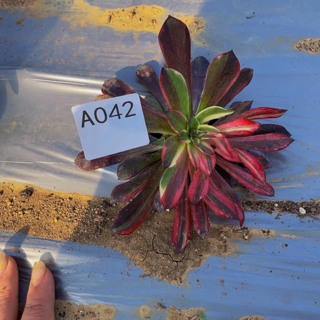 042雪姬七彩带飞天父母