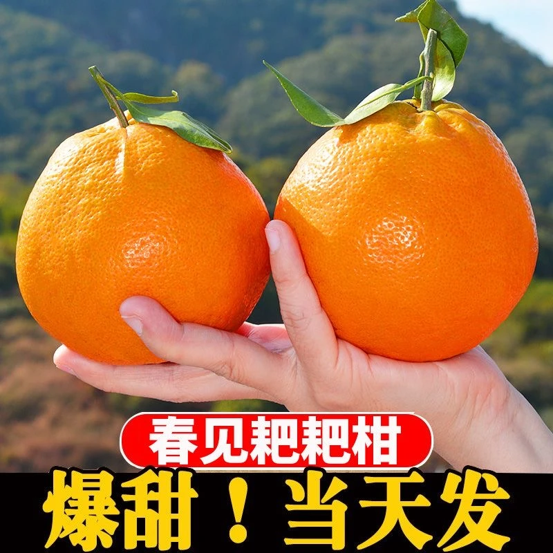 柑粑粑柑新鲜现摘水果甜柑橘子当季整箱批发桔子应季水果