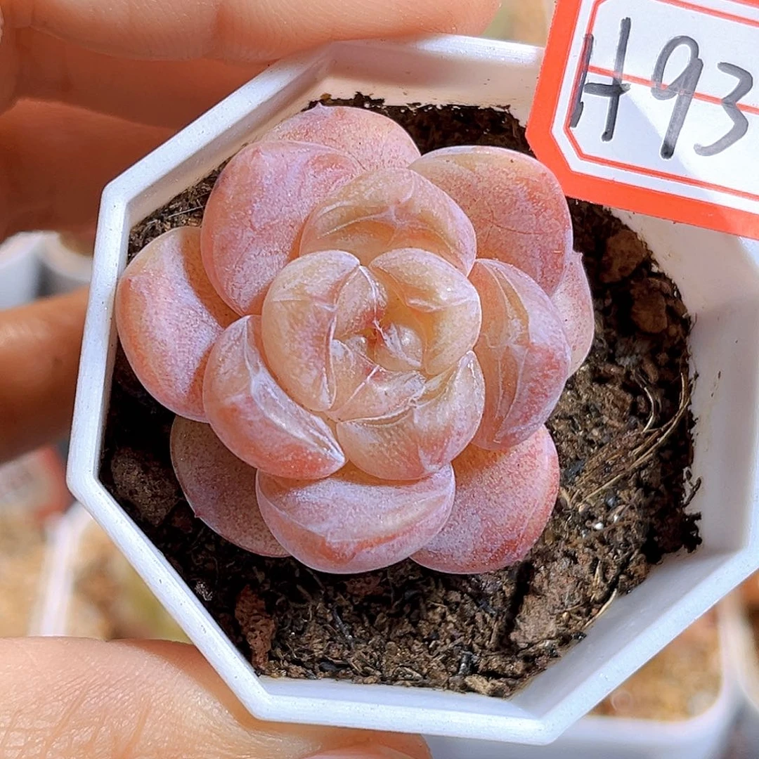 H930 糖果派04B 满18包邮